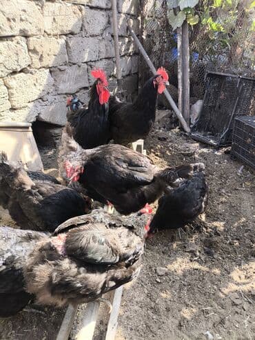 arpa bugda: Toyuq, Damazlıq — 3