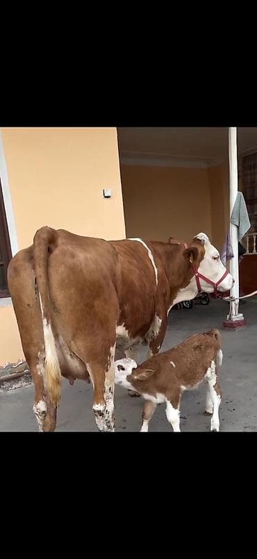 inək sagan: Simental tipli inək və balası - Cins: Simental tipli, qırmızı-ağ rəng — 8