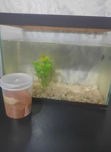 betta baligi: Akvaryum seti - Şüşə akvaryum, üst hissədə taxta çərçivə - Dibində — 3