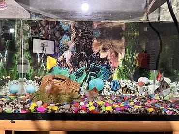 Животные: Akvaryum dəsti – tam komplekt - Şüşə akvaryum, ön şüşəsi geniş — 1