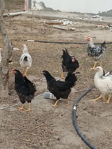 keci seki: Toyuq, Ətlik — 3