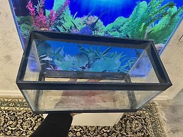 akvarium bitkiləri: Dördbucaq akvarium, Boş, 10 l, Ödənişli çatdırılma — 3