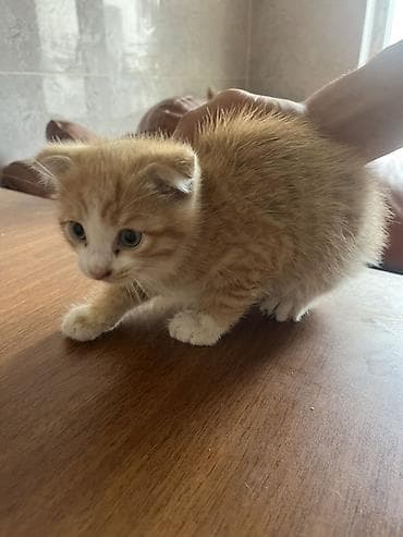 pişik satışı lalafo: Sort pişiydi təzə doğulub baxa bilən şəxslər narahat etsin dişidir — 2