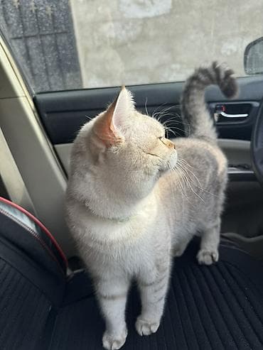 keçiler: Britan, Erkək, Yaxşı əllərə, Ünvandan götürmə, Ödənişli çatdırılma — 8