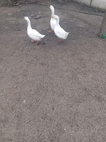 Inəklər, öküzlər: Ağ ev qazları – 3 baş - Növ: ev qazı (ağ lələkli) - Say: 3 baş - — 1