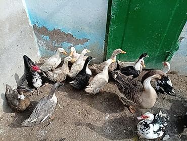 Lal ördekler ve dili ördekler satilir ünvan müsfiq