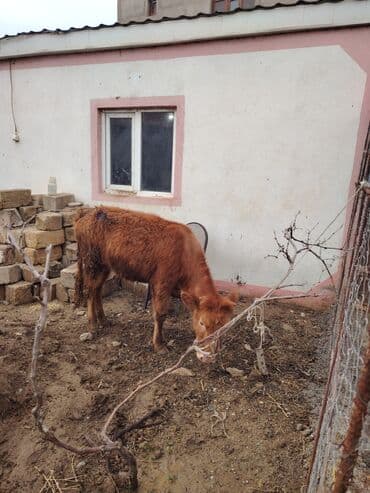 Super saglam saxlamali danadi iri heyvandi zeng catmasa vapcatla zeng
