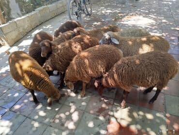 Yemlər: Erkək, Qala, il: 1, 24 kq, Damazlıq, Ünvandan götürmə — 1