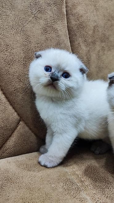 Quşlar: Şotland — 5