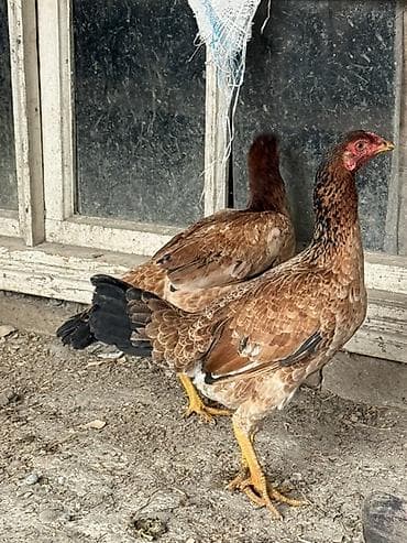 Digər heyvanlar: Aseel tipli yerli toyuqlar – Xüsusiyyətlər: - Cins: Aseel (uzun — 2