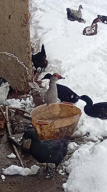 ana ari satisi: Putun növ heyvanların satışı var size ne cür heyvan lazimdasa bize — 6