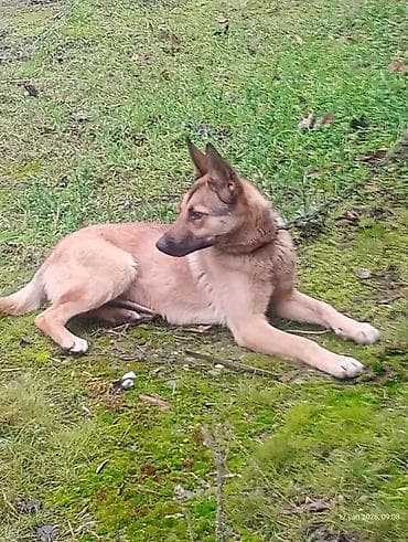 ov it: Peyvəndli — 2