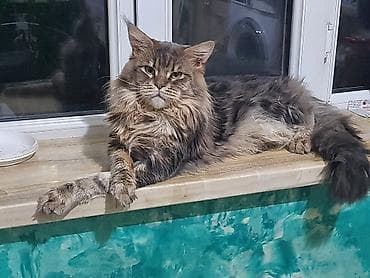 maine coon qiymeti: Meyn-kun, Erkək, Ünvandan götürmə — 4