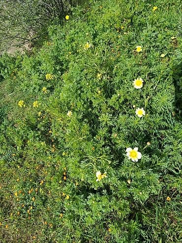 yaz fesline aid sekiller: Məhsul: Bağ və balkon üçün rəngarəng çiçəkli dekorativ bitkilər — 3