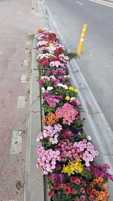 ag yasemen: 1.50 aznden başlayan qiymətlərlə Xrizantema (Chrysanthemum) bəzək — 10