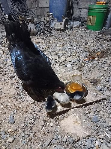 hamster satisi: Toyuq, Australorp, Damazlıq, Ünvandan götürmə — 2