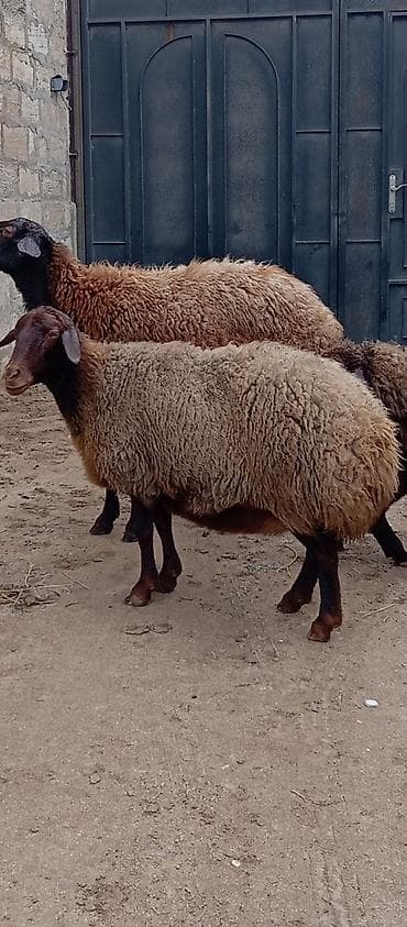 bakida it satisi: Salam ünvan Bakıin maştağa kendi obşi 8 baş heyvanlar 3 baş ana bala 2 — 3