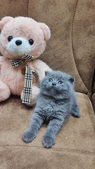 pişik pulsuz: Şotland, Erkək, Cütləşmə üçün, Ünvandan götürmə, Pulsuz çatdırılma — 4