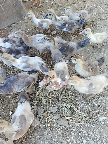 bala meymun: Muscovy ördək bala­ları (indo-ördək) – müxtəlif rəng çalarlarında — 2