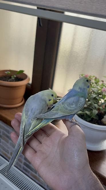 popugay: 2 ədəd 1 ay yarımlıq gözəl rəngli RAİNBOW tutuquşu. Ələ öyrətməyin tam — 5