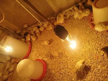 Pişiklər: Toyuq cücələri, Ətlik — 5