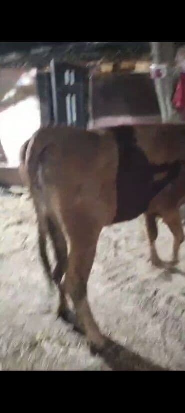 Коровы, быки: Самка, лет: 2, Для мяса — 3