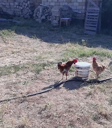 Salam. 1 yaşları var. Şəkildə olan xoruzlar təki 15m cütü 30 manatdı — 1