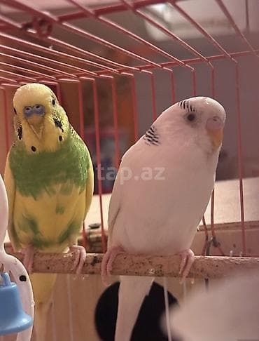 Quşlar: 2 ədəd Tutuquşu (Popuqay) Sağlam qușlardır
Quşlar Qaraçuxurdadı — 1