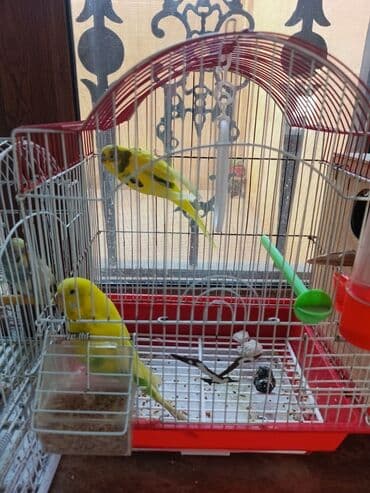 sumqayit qəfəs: Sarı-yaşıl rəngli iki tutuquşu ərkey mayadılar qəfəssiz satılır — 1