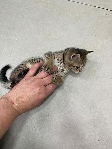 şirin pişikler: Tabbi — 1