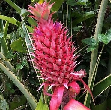 Bəzəkli ananas (qırmızı sort) – tropik dekorativ bitki - Nadir