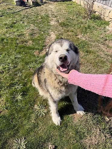 alyaska malamutu: 11 ay, Erkek, Peyvəndli, Pulsuz çatdırılma — 5