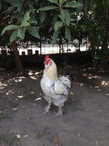 Dovşanlar: Bırama xoruzları 1 ilindiler sağlamdılar ecazkar görünüşleri var — 2