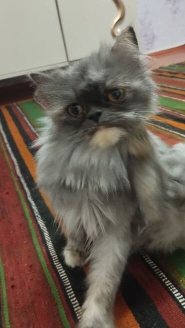 british pişik qiymeti: Britan, Dişi, Yaxşı əllərə — 4