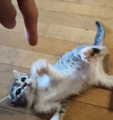 Xaçapurik ev axtarır Pişik sahibləndirilir — yalnız yaxşı əllərə