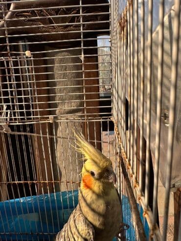 клетка для птиц: Nymph paraket (cockatiel) – quş qəfəsi ilə - Növ: Nymph paraket — 4