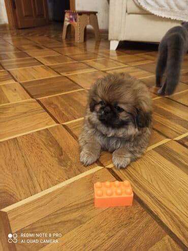 itlərin qiymətləri: Pekines, 2 ay, Ünvandan götürmə — 1