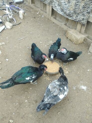 sican tələsi: Muscovy ördəkləri (indoutka) – qara-yaşıl parıltılı lələk quruluşu, ağ — 6