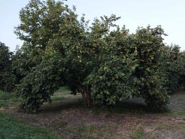 nəsimi rayon: 2000 sot, Kənd təsərrüfatı, Mülkiyyətçi, Kupça (Çıxarış) — 10