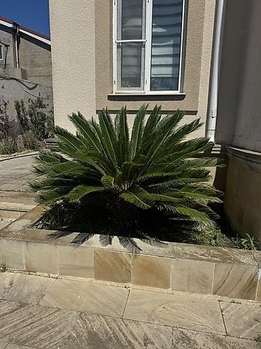 kitayski roza gulu: Satılır: Cycas revoluta (Saqovnik/palma görünüşlü dekorativ bitki) - — 1