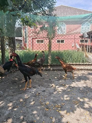Toyuqlar: Toyuq, Damazlıq — 9