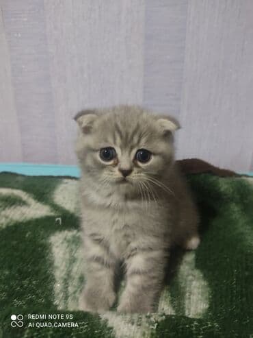 mingəcevir pişik: Şotland, Erkək, Dişi, Yaxşı əllərə, Ünvandan götürmə — 24