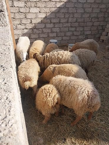 çoban iti satışı: Qoyun sürüsü – yerli cinslər - Şəkildə gördüyünüz kimi bir qrup — 2