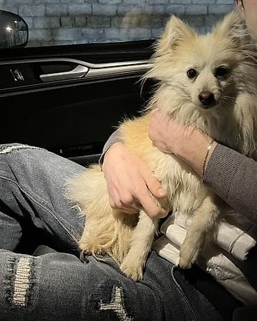 həyət iti: Şpitz, 11 ay, Erkek — 1