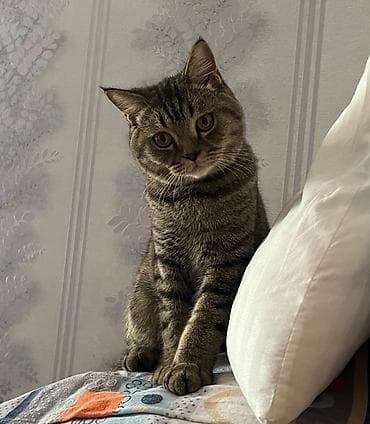 Кошки: 🐱 Cins: Şotland dikqulaq (Scottish Straight) / Britaniya qarışığı 🎨 — 4