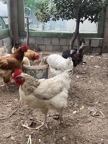 bala afcarka: Toyuq, Yumurtalıq, Ünvandan götürmə — 2