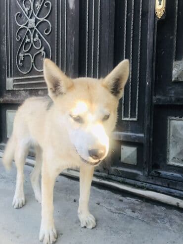 xaski ucuz: Xaski, 8 ay, Dişi, Cütləşmə üçün, Ünvandan götürmə — 5