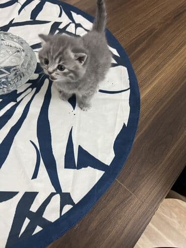 pişik cutləşmə: Britan, Erkək, Dişi, Ünvandan götürmə — 4