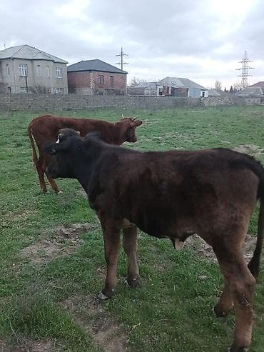 sudluk inek satilir: Dana, buzov, Dişi, ay: 10, Ətlik, Ünvandan götürmə, Ödənişli çatdırılma — 7