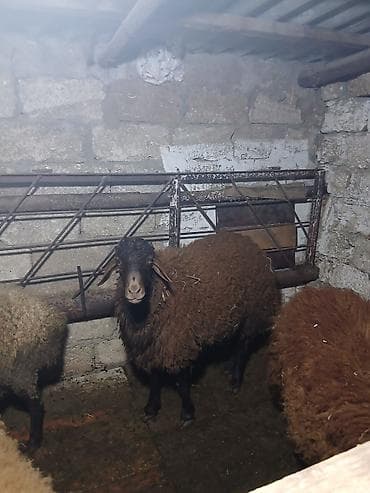 Pişiklər: Salam ərkey toğludur təmiz qızıl qulaq cinsidi damazdığ saxlanılası — 5